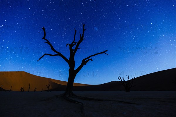 Dead tree in front of starry sky