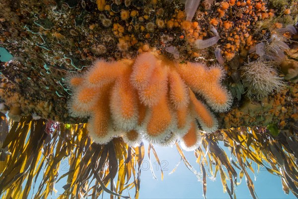 Dead man's fingers(Alcyonium digitatum) and Clonal Plumose Anemones (Metridium senile)