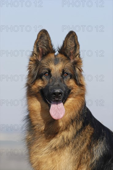 Old German shepherd dog