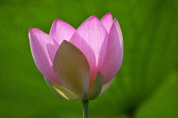 Pink lotus flower (Nelumbo nucifera)