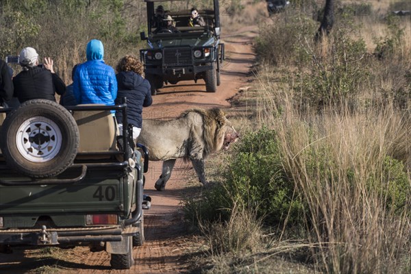 Lion (Panthera leo) next to Safari Vehicle