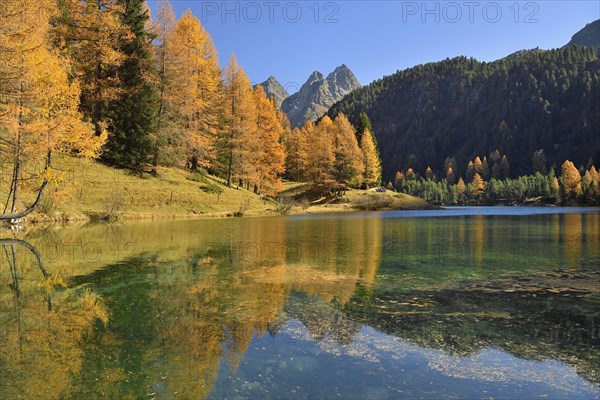 Larch in autumn colouring