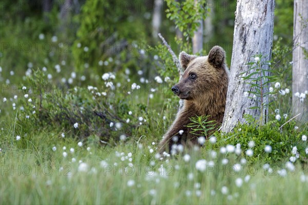 Brown bear (Ursus arctos) sitting on a tree trunk