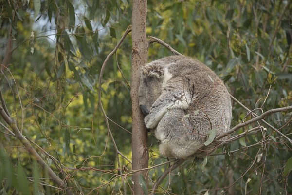 Koala (Phascolarctos cinereus) adult animal sleeping in a Eucalyptus tree