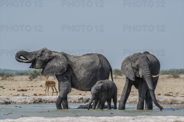 African elephants (Loxodonta africana)