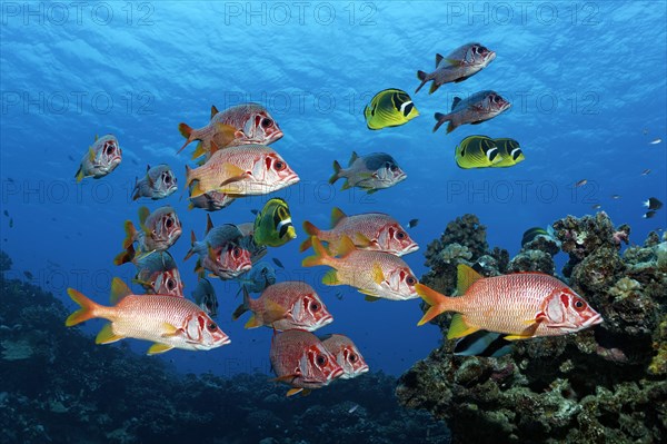 Diver observes swarm Sabre squirrelfish (Sargocentron spiniferum)