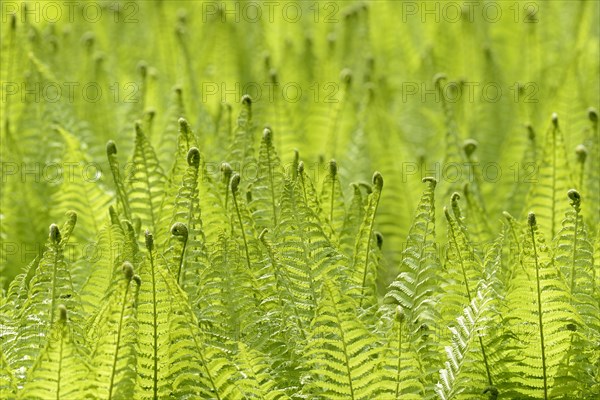 Ostrich Fern (Matteuccia struthiopteris) against the light