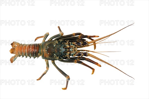 Painted rock lobster (Panulirus versicolor)