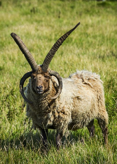 Four-horned Manx Loaghtan sheep (Ovis aries)