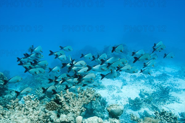 School of Humpback Red Snapper (Lutjanus gibbus)