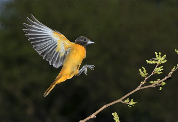 Male Baltimore oriole (Icterus galbula)