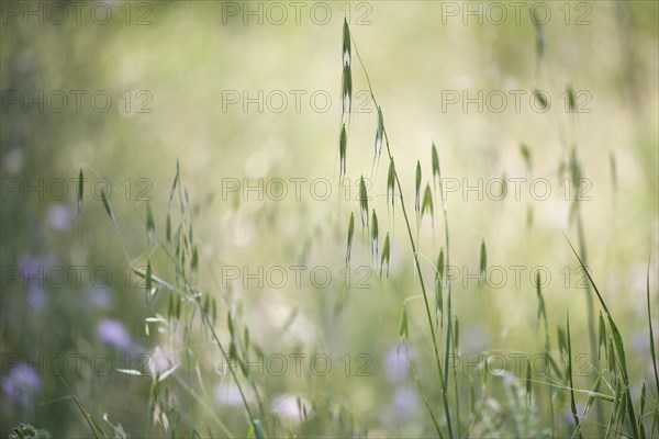 Oats (Avena) and hares tail grass