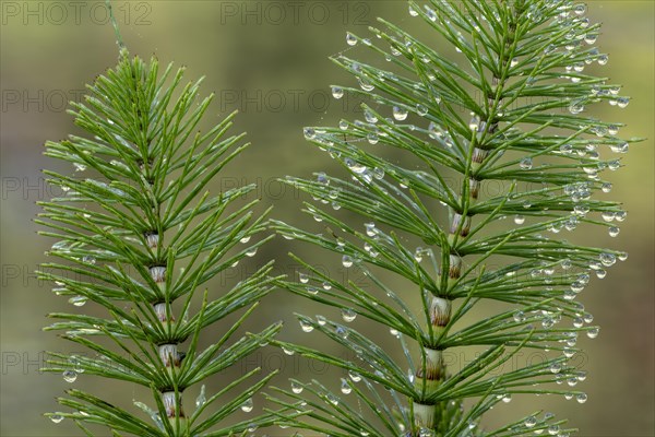 Great horsetail (Equisetum telmateia) with dewdrops