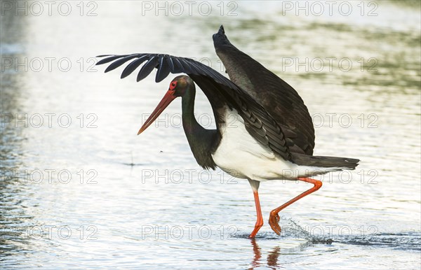 Black stork (Ciconia nigra)