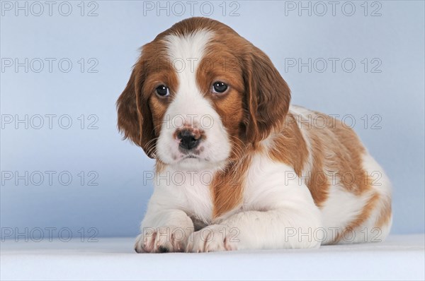 Irish Red and White Setter