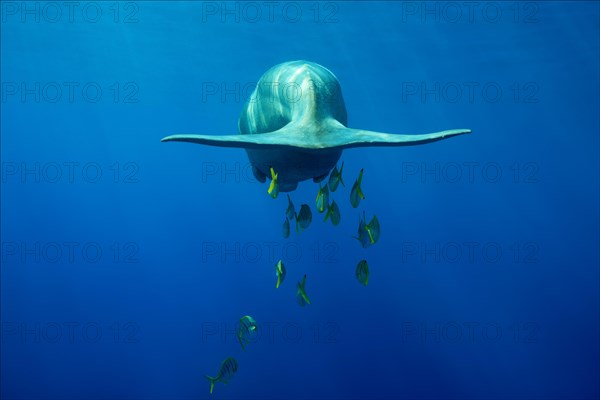 Tail of a floating Sea Cow (Dugong dugon) with Golden Trevallys (Gnathanodon speciosus)
