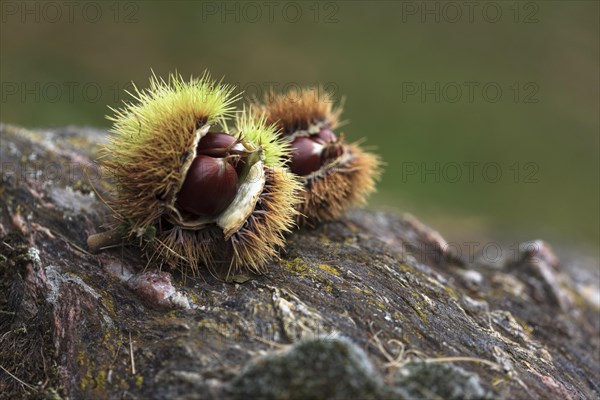 Two chestnuts (Castanea sativa) on a rock