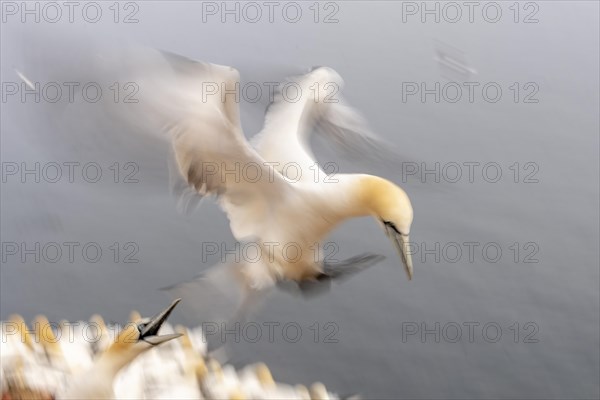 Northern gannet (Morus bassanus) on approach