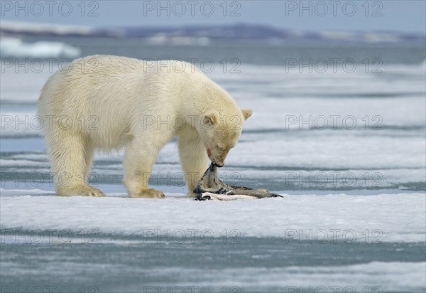 Polar bear (Ursus maritimus)