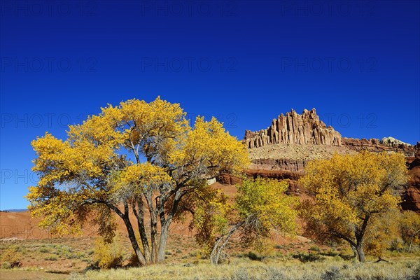 Aspens (Populus tremula) with autumn leaves in front of the peaks of Capitol Reef National Park