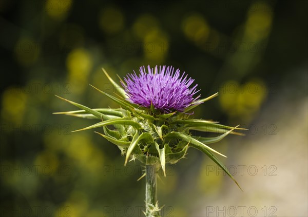 Flower of Carduus marianus (Silybum marianum)