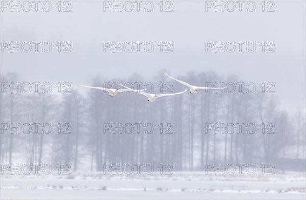 Whooper swans (Cygnus cygnus)
