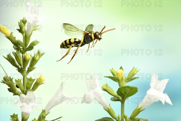 Nomada goodeniana (Nomada goodeniana)