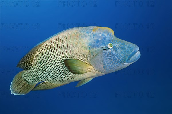 Adult Humphead Wrasse (Cheilinus undulatus)