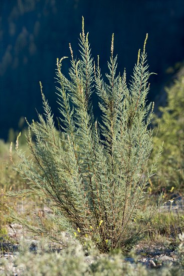 German tamarisk (Myricaria germanica)