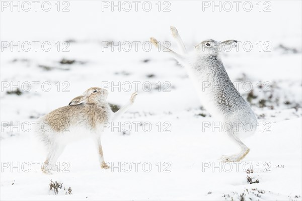 Mountain hares (Lepus timidus) boxing in the snow