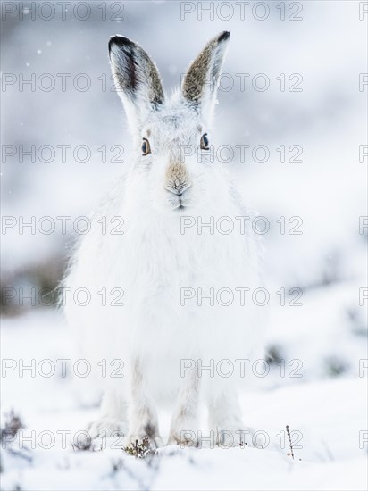 Mountain hare (Lepus timidus) sitting in snow