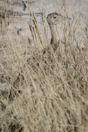 Black-bellied Bustard (Eupodotis melanogaster)