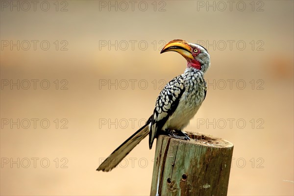 Southern Yellow-billed Hornbill (Tockus leucomelas)