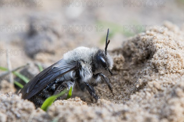Ashy Mining Bee (Andrena cineraria) comes from Erdhohle
