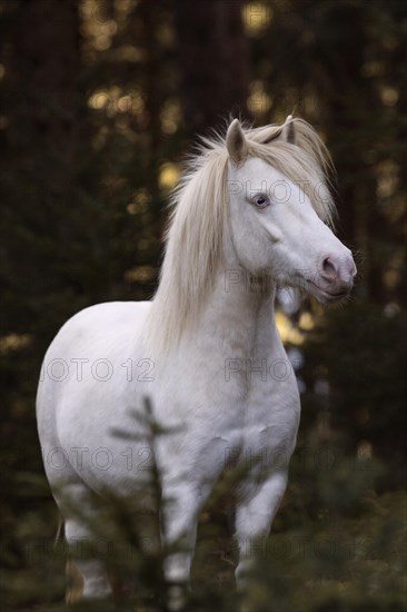 Welsh-Pony