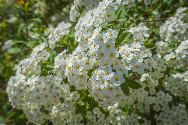 Flowers of Meadowsweets (Spiraea)