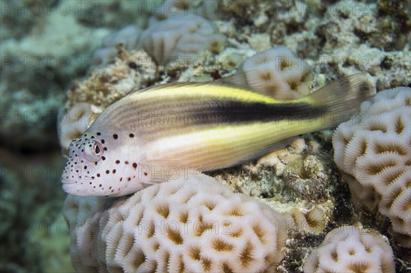 Black-sided hawkfish (Paracirrhites forsteri)