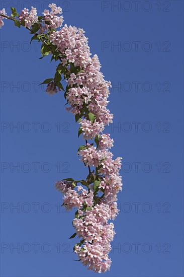 Weigela (Weigela)