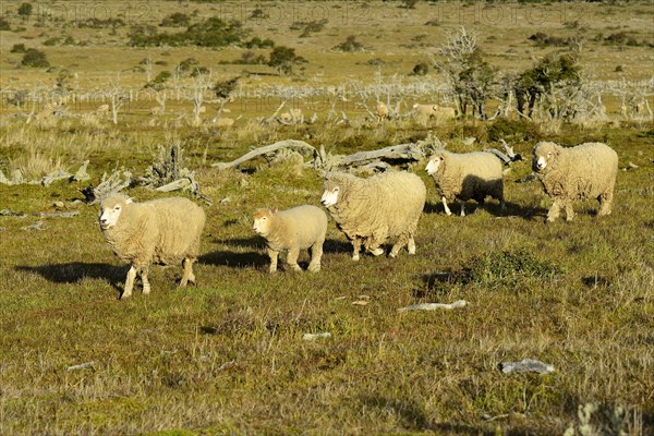 Sheep with dense wool in the pasture