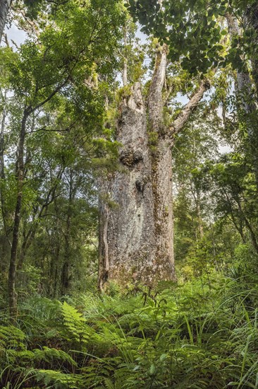 Te Matua Ngahere