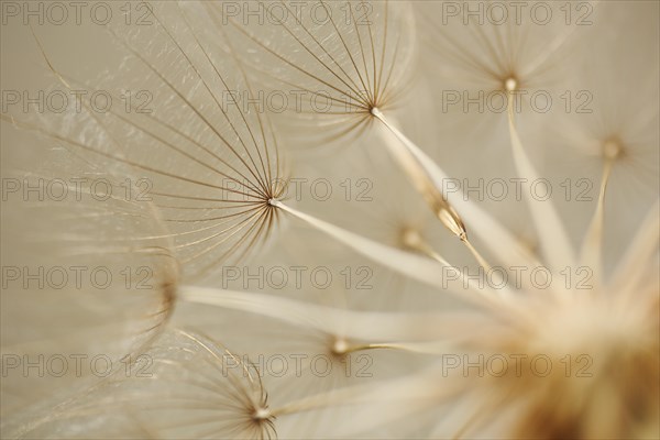 Meadow salsify (Tragopogon pratensis)