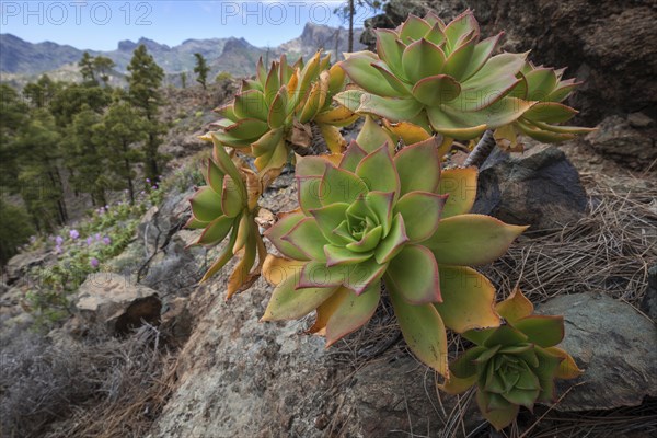 Thick leaf plant (Aeonium percarneum) in the mountains of Gran Canaria