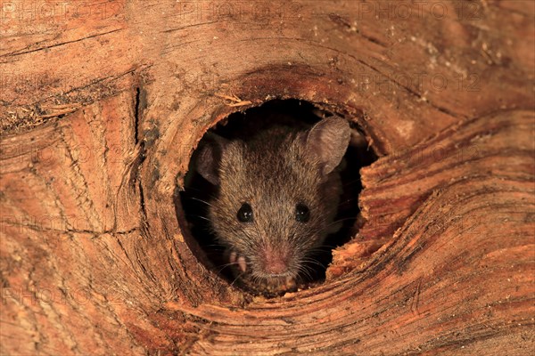 House mouse (Mus musculus)