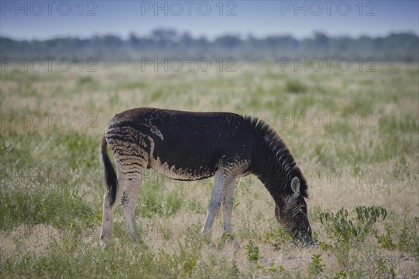 Burchell's Zebra (Equus quagga burchelli) with abnormal dark coat color