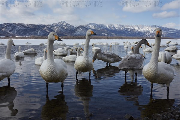 Whooper swans (Cygnus cygnus) at Kotan