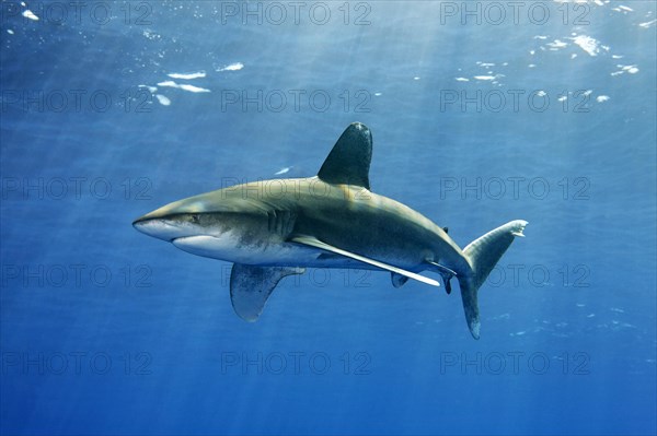 Oceanic whitetip shark (Carcharhinus longimanus)