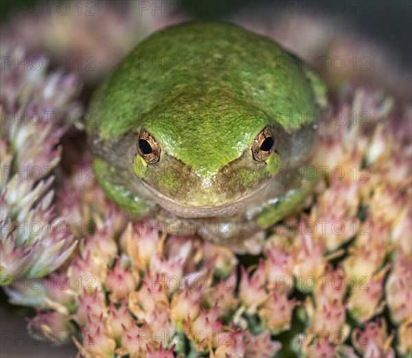 Cope's Gray Treefrog (Hyla chrysoscelis) waiting for a prey on flowers