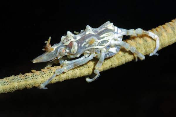 Xenocarcinus tuberculatus (Xenocarcinus tuberculatus)