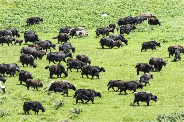 Yak herd (Bos mutus)