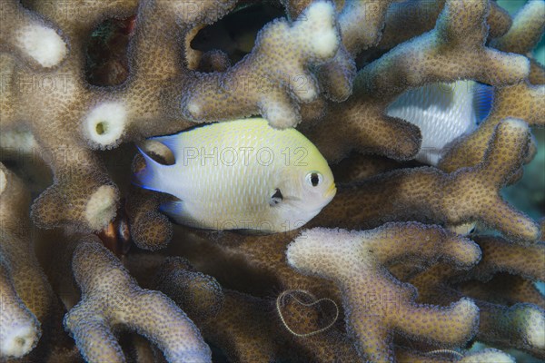 Baby Grey Humbug (Dascyllus marginatus) hiding in the coral
